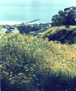 flowery pier